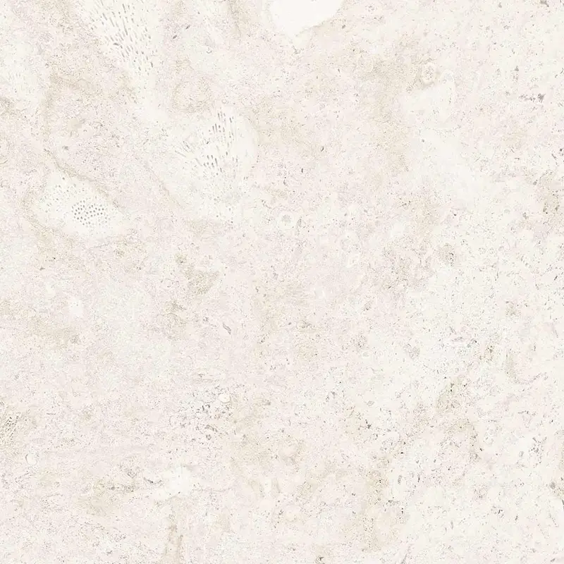 Coralline Méditerranéenne – Image 6