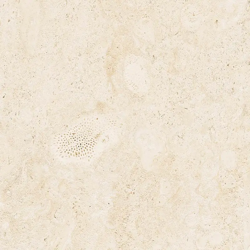 Coralline Naturelle – Image 6